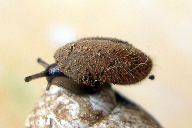 Schileykiella cfr parlatoris (Bivona, 1839)